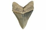 Serrated, Fossil Megalodon Tooth - Savannah River, Georgia #332840-1